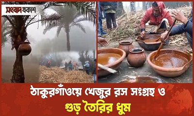 ঠাকুরগাঁওয়ে খেজুর রস সংগ্রহ ও গুড় তৈরির ধুম